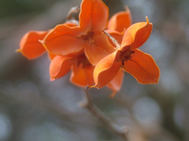 Lovely auburn flowers in winter???