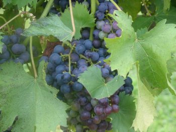 Grapes ready to be picked in a vineyard in Augusta, MO