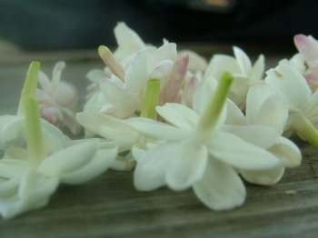 Jasmine Flowers in a nursery in Eureka, MO.