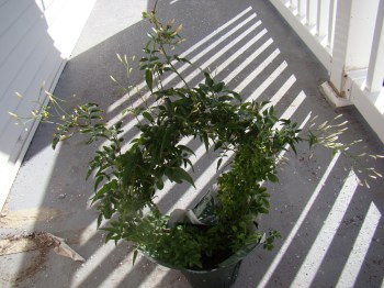 Shruti`s Jasmine Shrub - Buds ready to bloom!