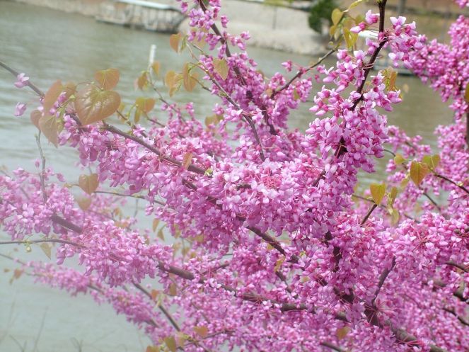 Spring blooms by the Lake of the Ozarks. 