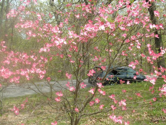 Spring flowers in the Dam...
