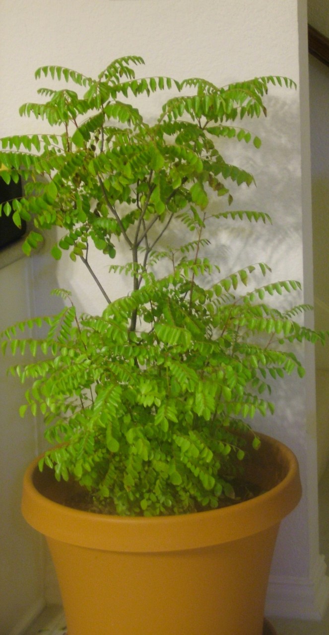 Curry Leaves Plant in  my aunt`s home.