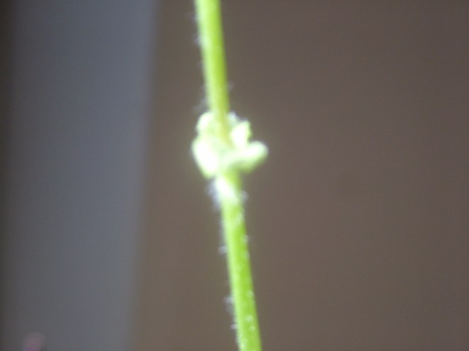 A Sweet Pea Creeper in my patio garden!!!